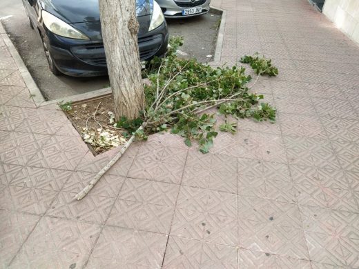 Comienzan a caer las ramas de los árboles por la fuerza del viento