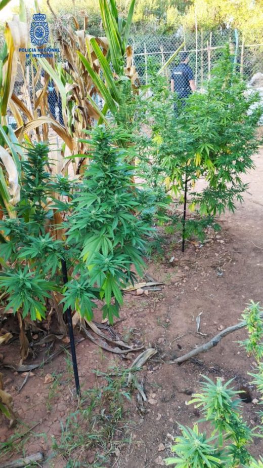 Imagen de la plantación de droga remitida por la Policía Nacional