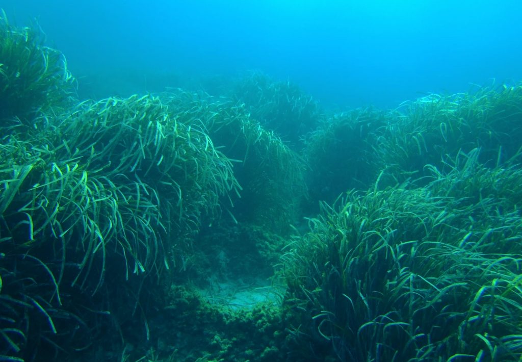 ASMEN cree que la sentencia permite el disfrute de la costa sin que suponga un menoscabo en la protección del medio marino (Foto: GOB)