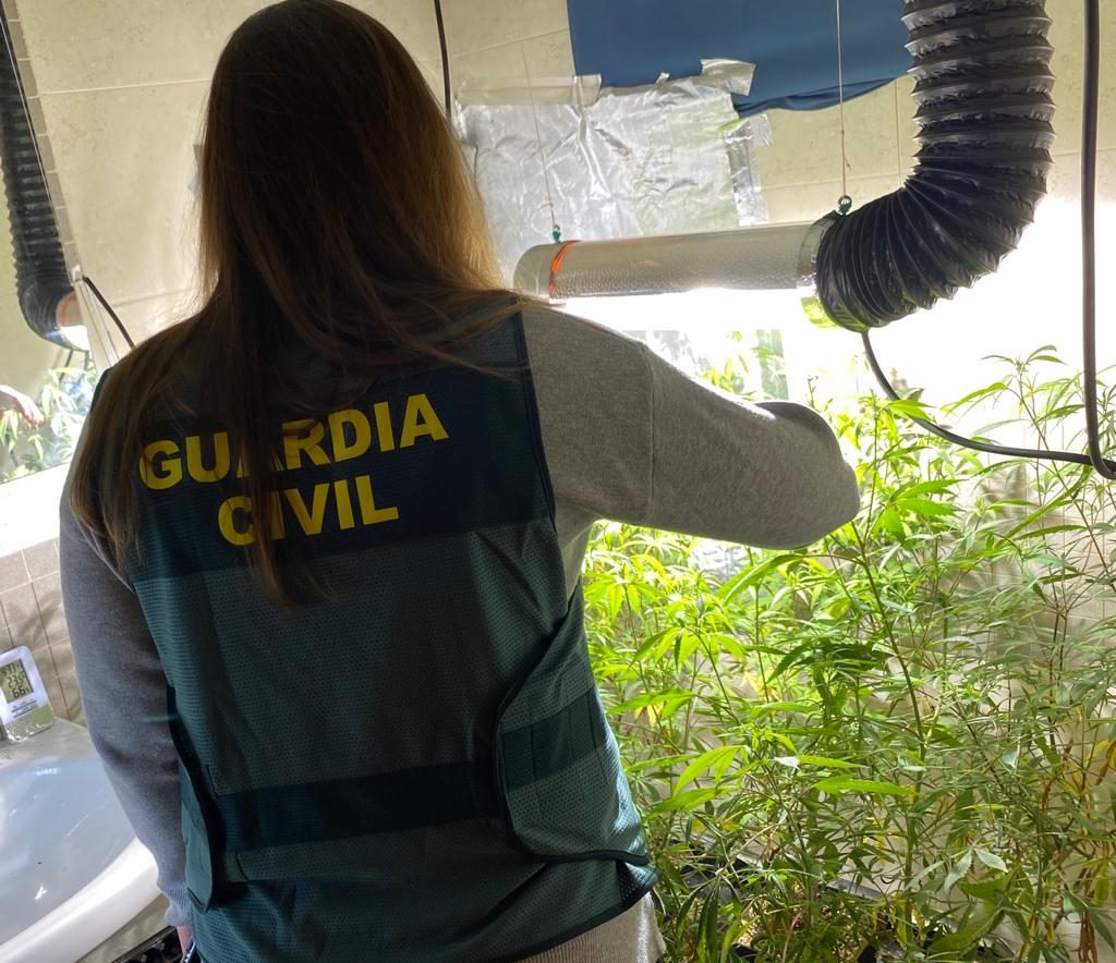 Imagen de la plantación localizada en Es Mercadal