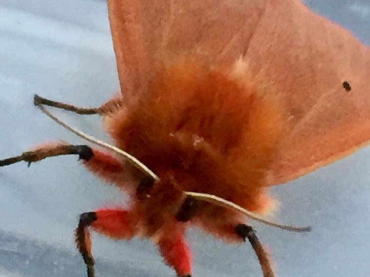 Fotografía de una de las mariposas (Fotos: Consell Insular)