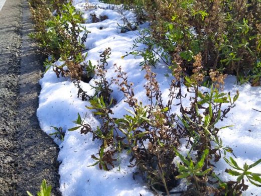 (Fotos) Los restos de la granizada que descargó sobre Alaior