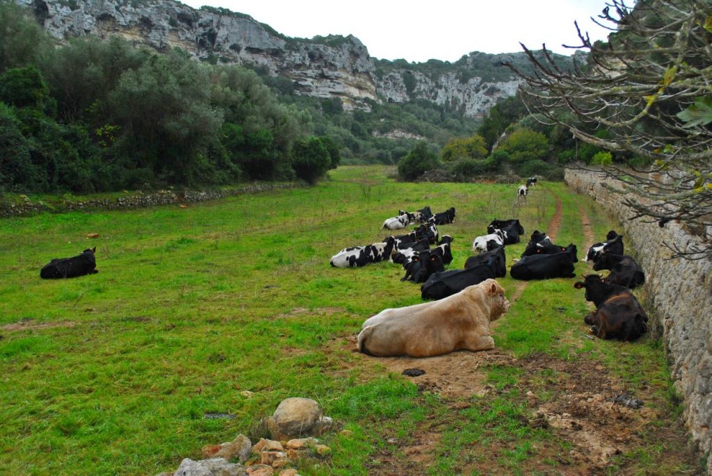 Las ayudas a la ganadería son para el vacuno de leche, vacas nodrizas, ovino y caprino (Foto: EA)