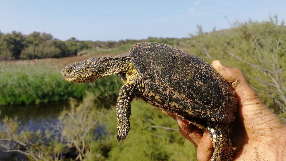 Tórtuga de Florida.