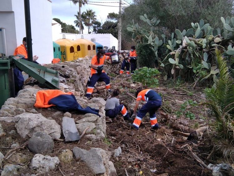 Imagen de las labores de limpieza (Fotos: Aj Sant Lluís)