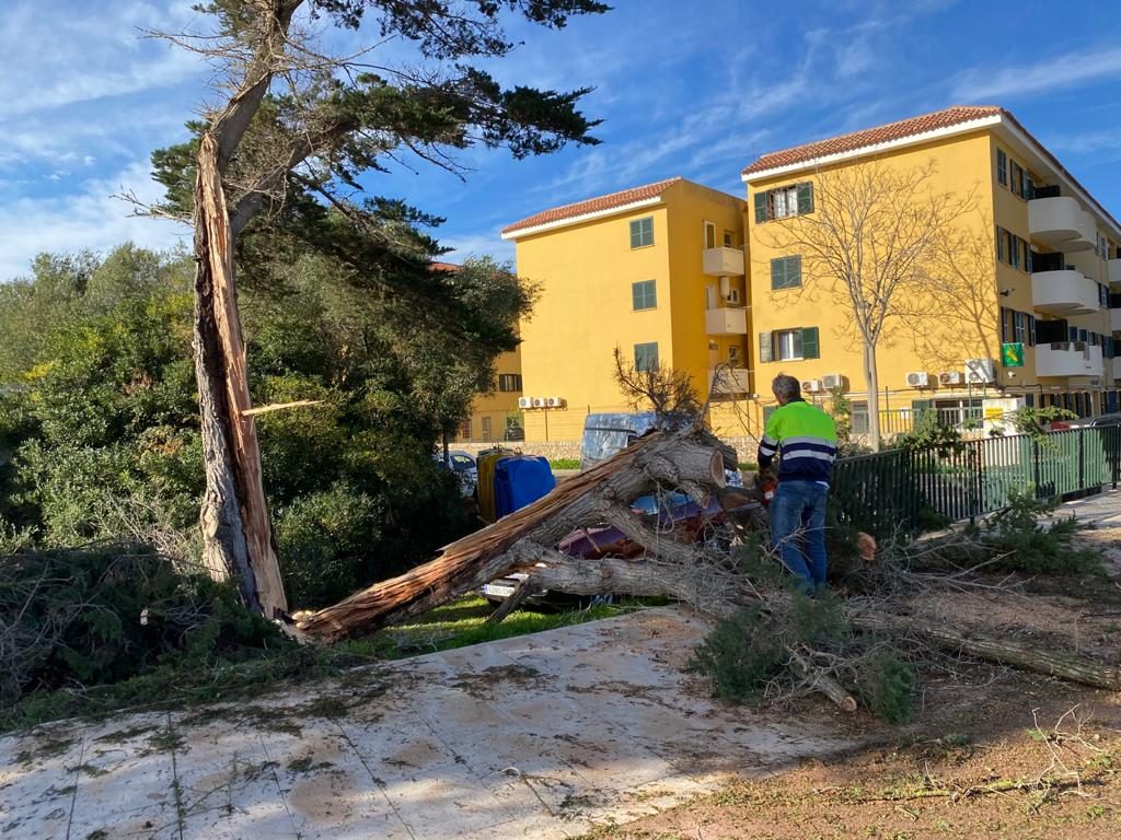 Árbol caído en la carretera de Maó a Sant Lluís (Foto: Tolo Mercadal)