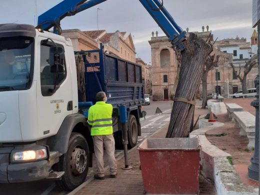 (Fotos) Ciutadella cambia otros seis árboles de la plaça des Born