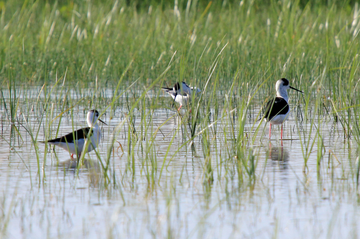 Aves en la Albufera des Grau.