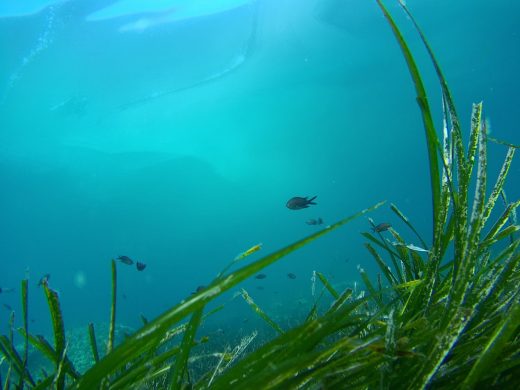 La posidonia es vital para el ecosistema marino