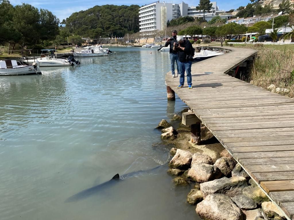 Imagen de la tintorera de Cala Galdana (Foto: Tolo Mercadal)