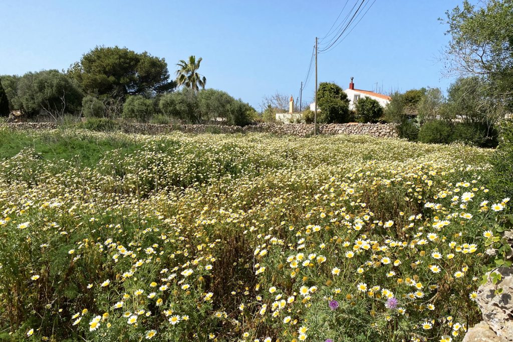 Flores en Trebalúger (Foto: Tolo Mercadal)