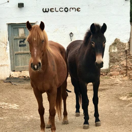 Imagen de dos caballos.