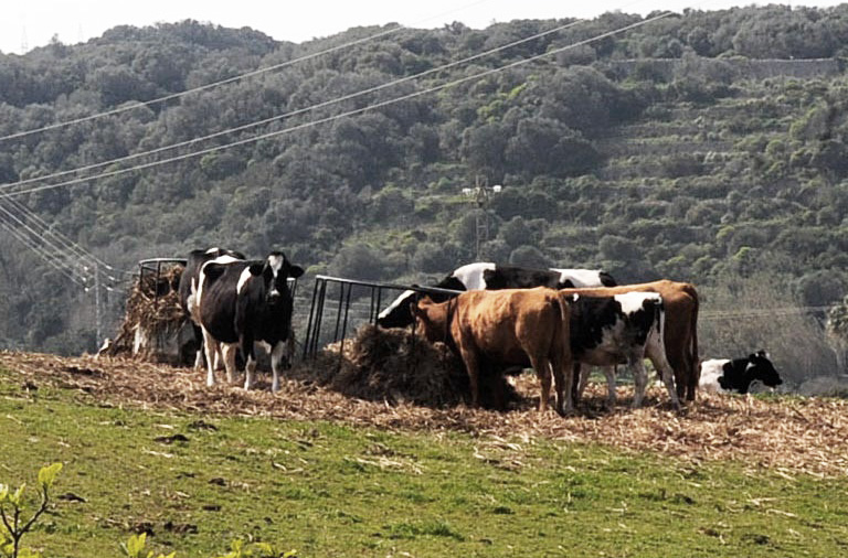 La agricultura es el objeto de algunos de estos proyectos