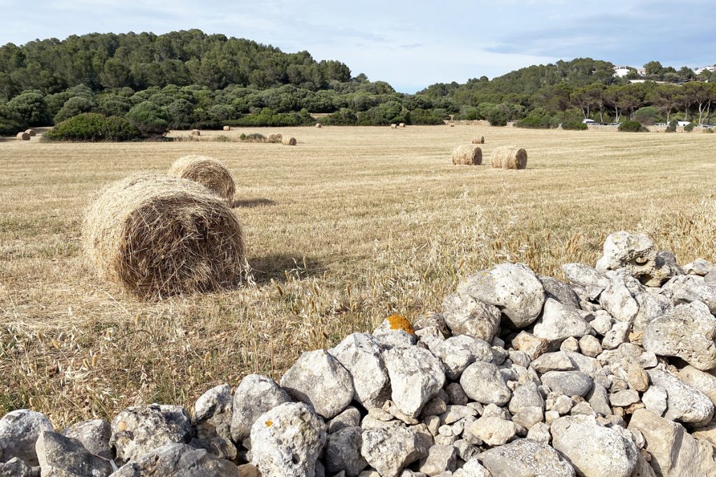 Balas de paja en la finca de Binigaus (Foto: Tolo Mercadal)