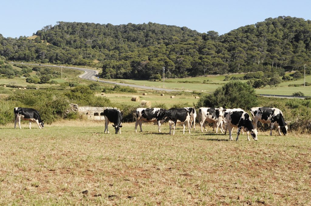 Vacas en la finca de Son Pons (Foto: Tolo Mercadal)