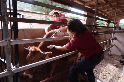 La vacunación al ganado ha comenzado en Mallorca