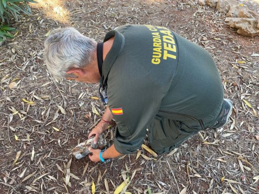 Efectivo de la Guardia Civil retirando el proyectil