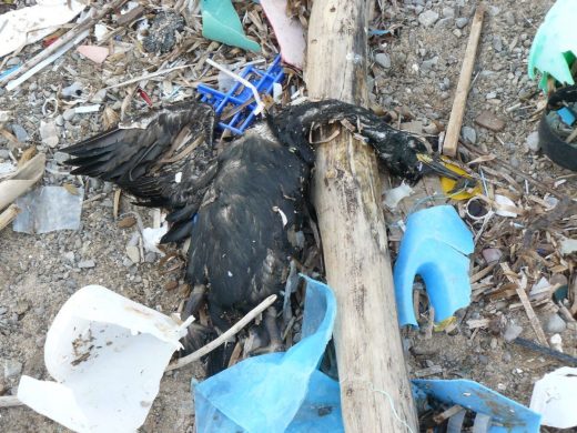 Un "cagaire" muerto entre basura en la orilla del mar (Foto: Marta Pérez)