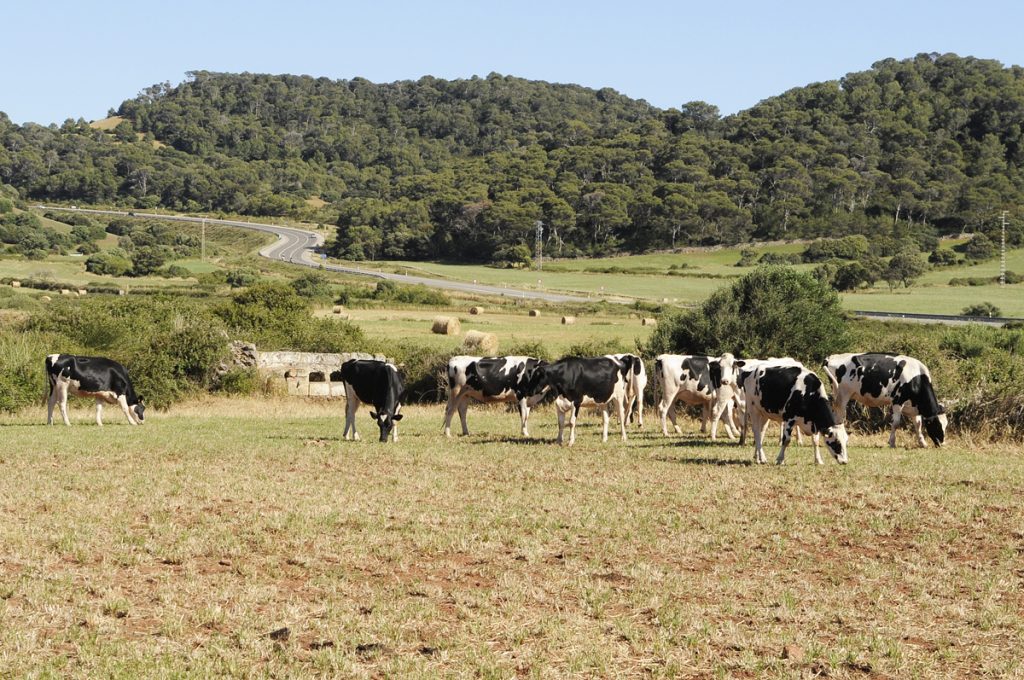 Vacas en la finca Son Pons (Foto: Tolo Mercadal)