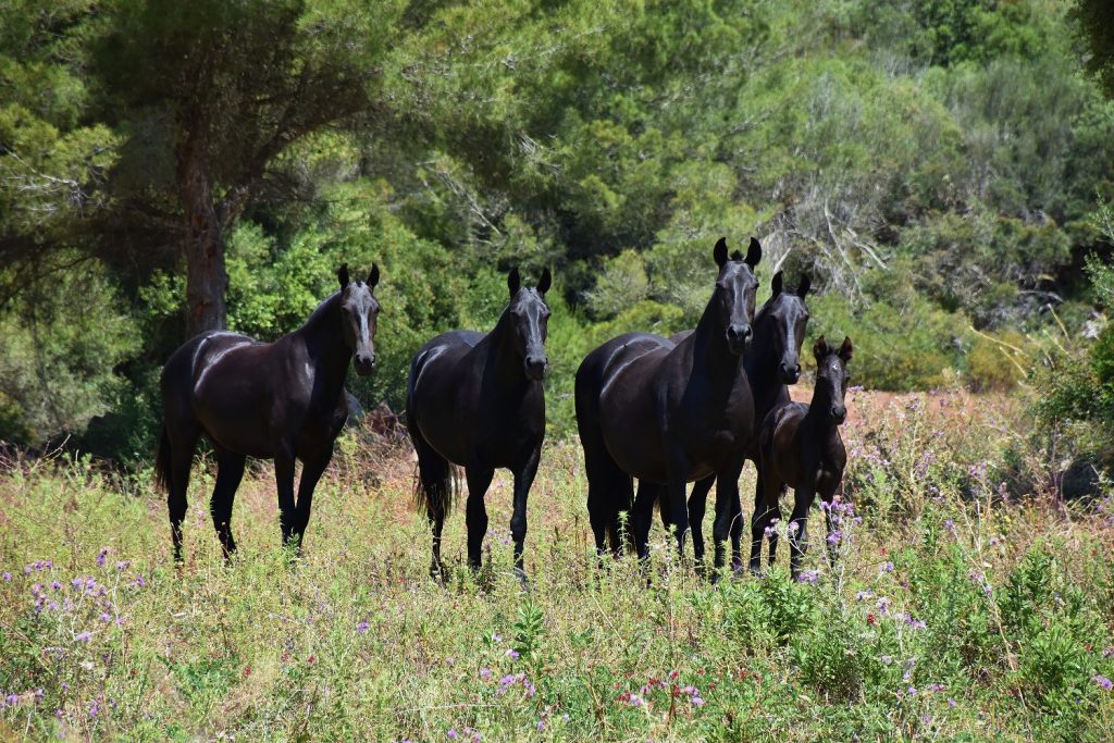 Foto: Marina Lavoyer-Asociación de Criadores y Propietarios de Caballos de Raza Menorquina