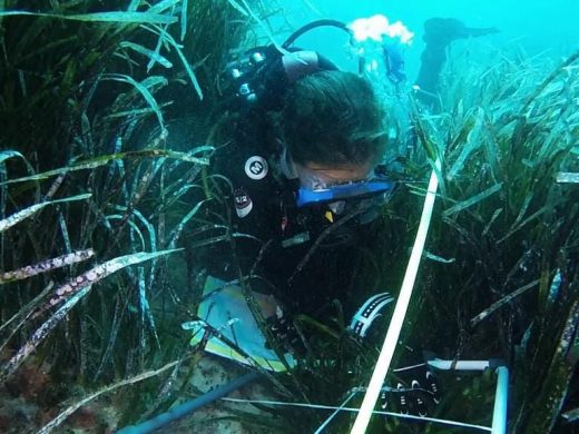 (Fotos) Buceadores de Es Nàutic colaboran con el OBSAM en el control de la posidonia