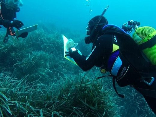 (Fotos) Buceadores de Es Nàutic colaboran con el OBSAM en el control de la posidonia