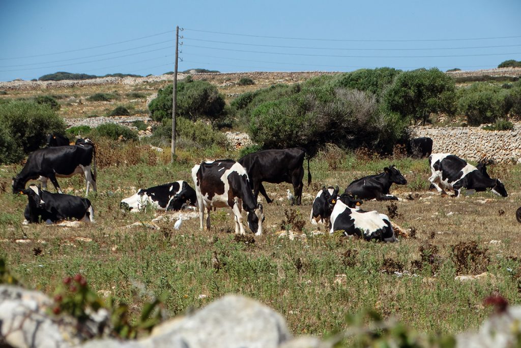 El mayor volumen de explotación de bovino de leche en Baleares, se concentra en Menorca (Foto: C.R.J.)