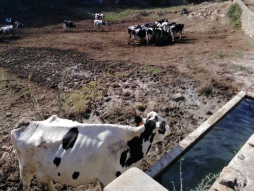 (Fotos y vídeo) Investigan el hallazgo de una vaca muerta en una finca de Es Mercadal