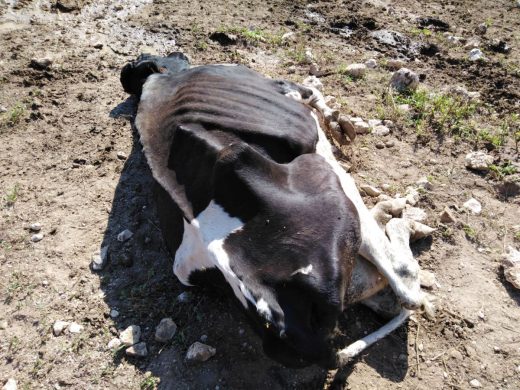 (Fotos y vídeo) Investigan el hallazgo de una vaca muerta en una finca de Es Mercadal