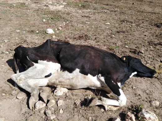 (Fotos y vídeo) Investigan el hallazgo de una vaca muerta en una finca de Es Mercadal