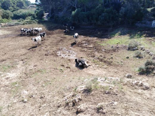 (Fotos y vídeo) Investigan el hallazgo de una vaca muerta en una finca de Es Mercadal