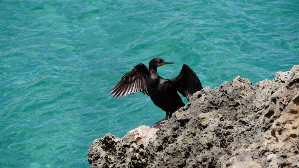 Cormorán.