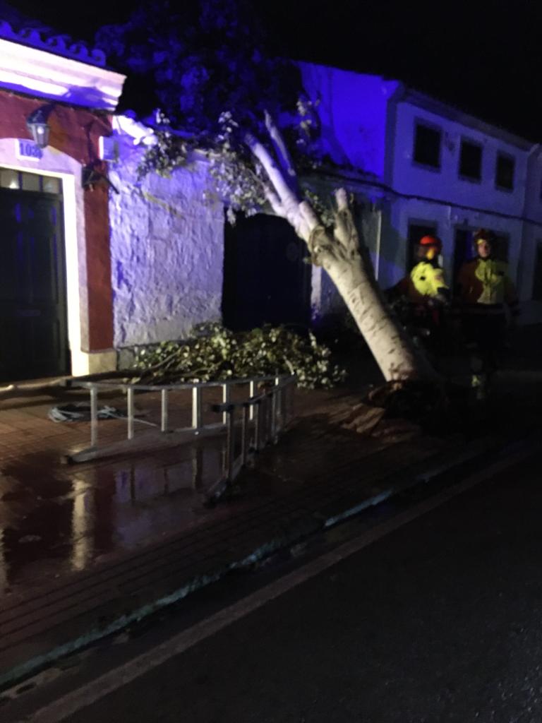 El árbol caído sobre la vivienda en Maó.