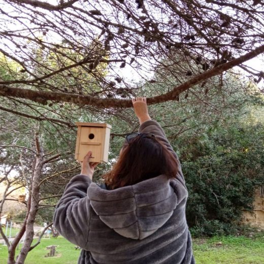 Inatalando una caja nido en un árbol