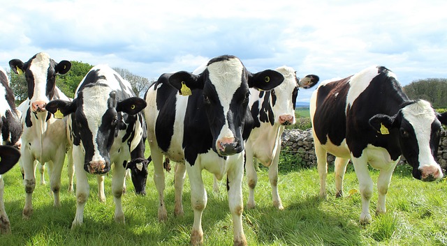 Vacas en el campo