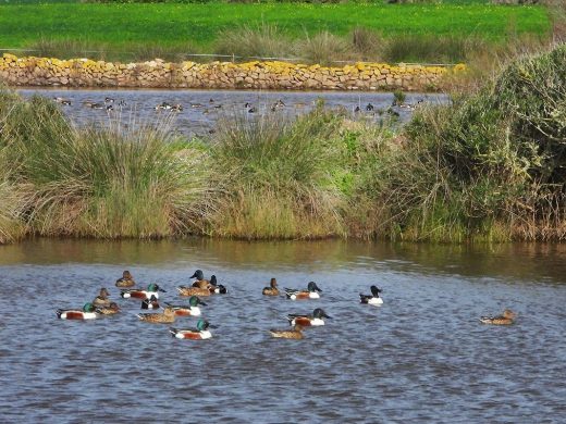 (Fotos y vídeo) El espectáculo de las “Basses de Lluriac”