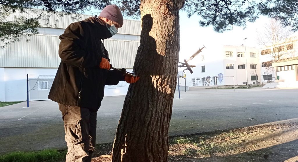 Tratamiento en uno de los pinos.