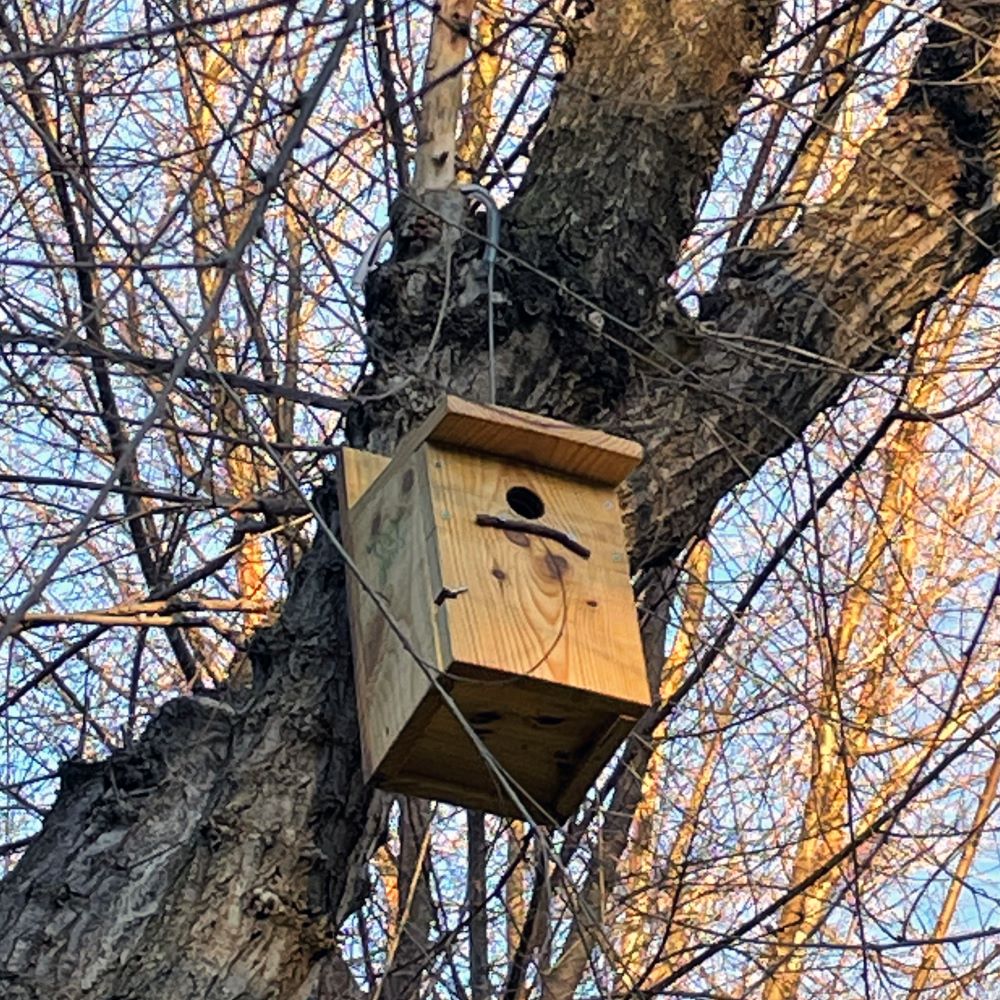 Caja nido en un árbol