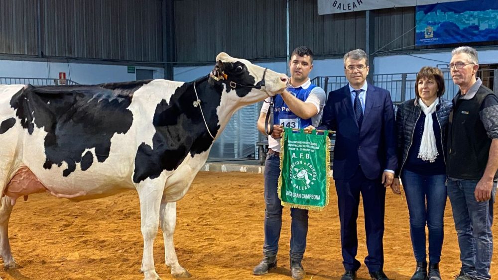 Imagen de la vaca y la finca ganadora Son Bell-Lloc.