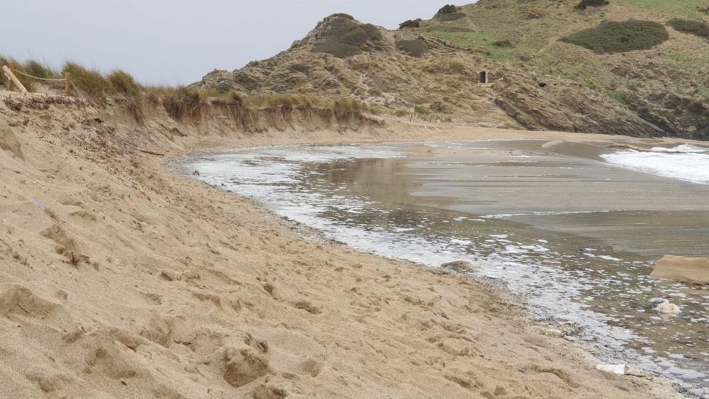 El mar llega hasta las dunas en la playa de Sa Mesquida  (Fotos: C. Fontestad)