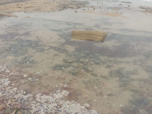 (Fotos) Sa Mesquida se queda sin arena y las medusas cubren la playa