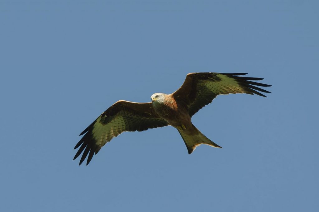 El milano real es una de las especies de fauna más amenazadas en el territorio español (Imagen: Menorca Reserva de Biosfera)