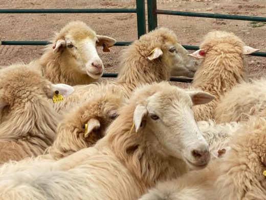 Se elaborará una diagnosis sobre la situación de la lana de oveja en Menorca (Foto: T.M.)