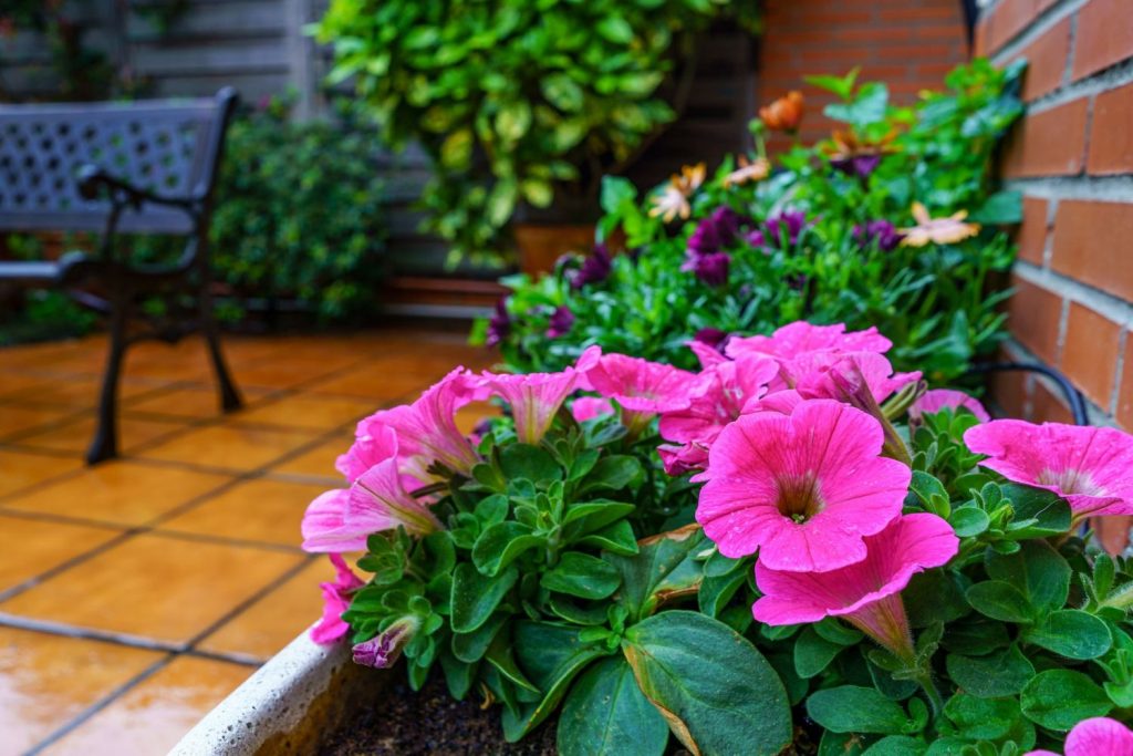 Las plantas perfectas para decorar el balcón en esta época - menorca al día