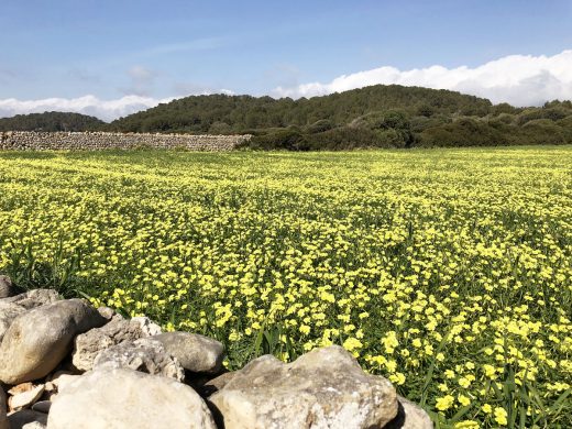 Menorca se prepara para una primavera cálida y normal en precipitaciones tras un invierno récord en temperaturas.