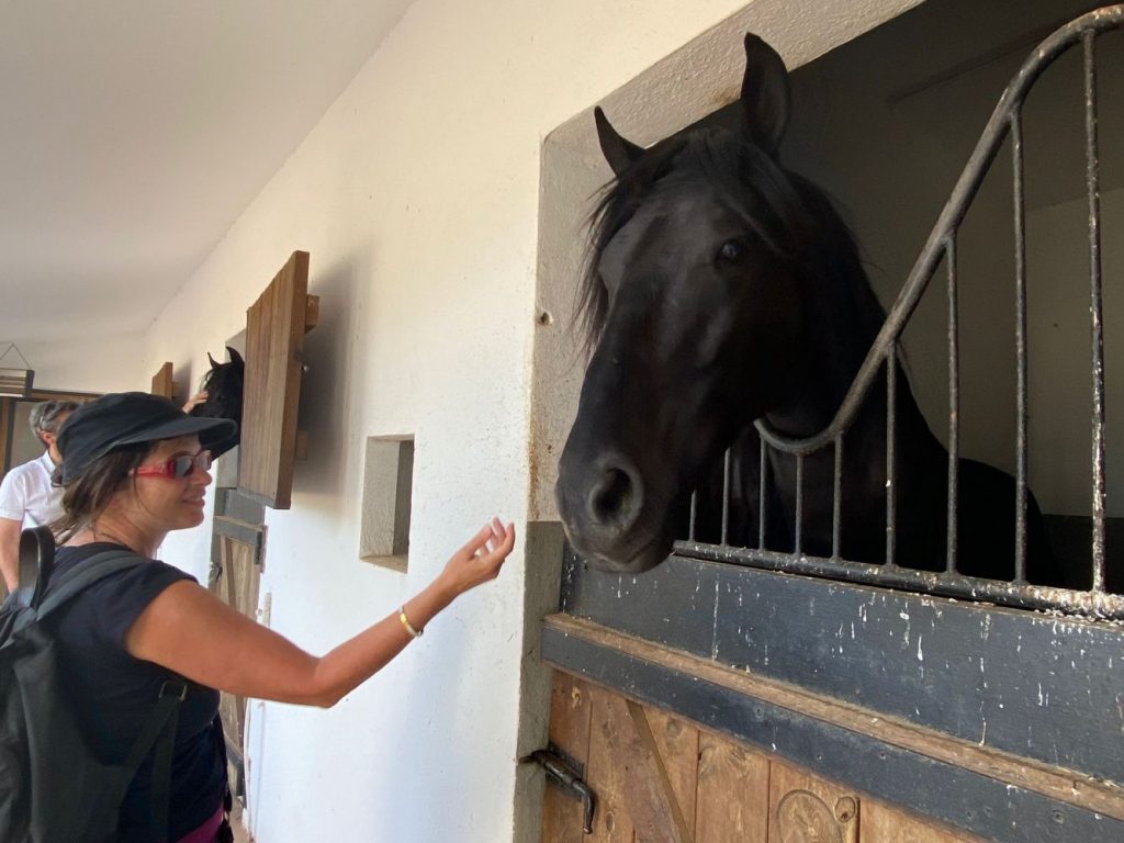 La cultura del caballo.