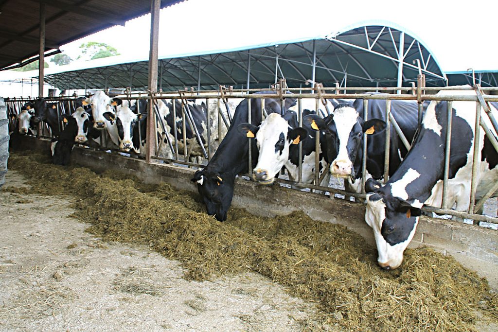 Los ganaderos de Baleares reciben, de media, cerca de 52 céntimos por litro de leche pero en España el precio por litro se paga, de media, 8 céntimos más caro.