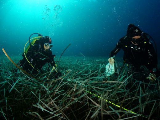 El equipo científico en una pradera de Posidonia en Menorca (Foto: IEO)