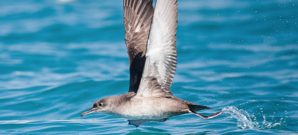 Alrededor de 300 especies distintas habitan en Menorca a lo largo del año (Imagen: biosferamenorca.org)