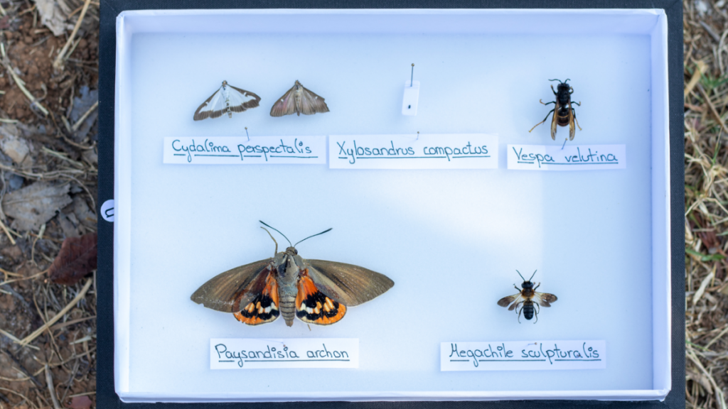 Insectos invasores  (Foto: A.Costa/UIB)